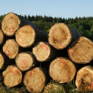 Beech Logs 1m