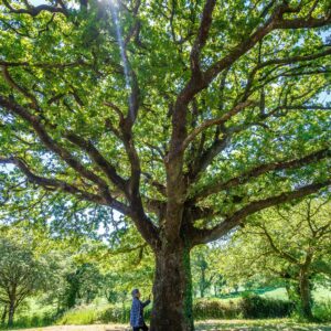 Leña de roble de 30 cm