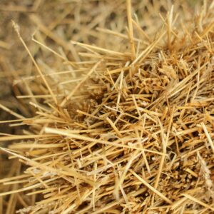 Llenya d'alzina 20 kg