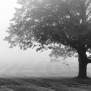 Llenya de roure 25kg