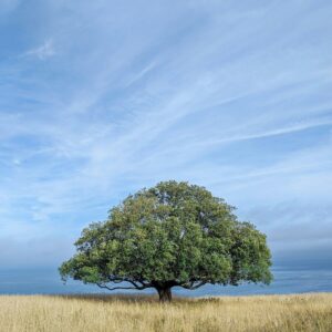 Leña de roble de 30 cm