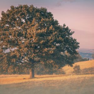 Leña de pino de 50 cm