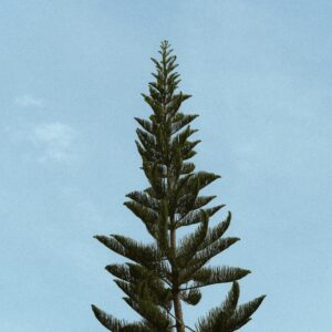 Leña de pino de 50 cm