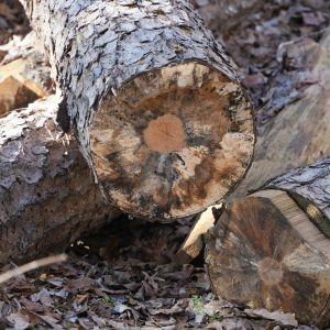 amy-nickoloff-sAITtJ6_87I-unsplash