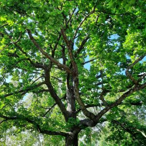 raimo-lantelankallio-HZnv85PAjsw-unsplash